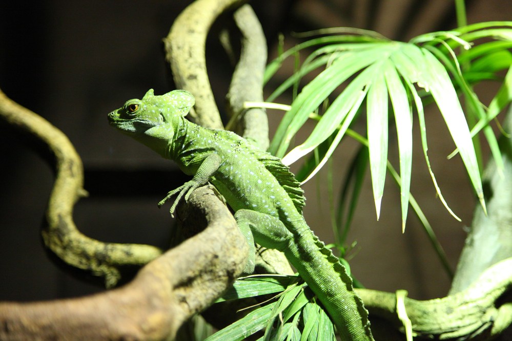 focus-aventure-londres-zoo-lezard