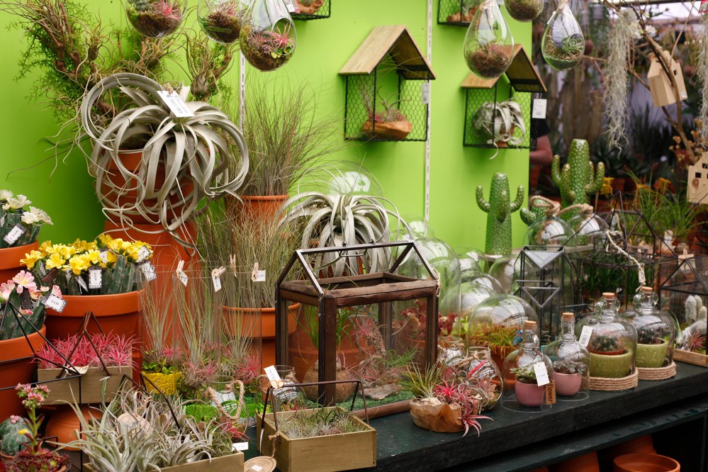 focus-aventure-amsterdam-marché-aux-fleurs