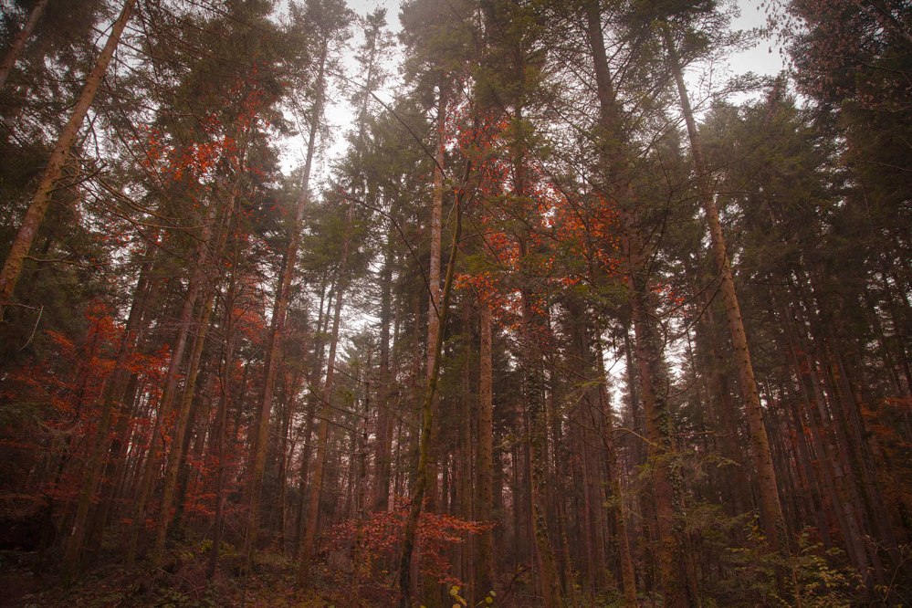 focus-aventure-chartreuse-foret-la-fru