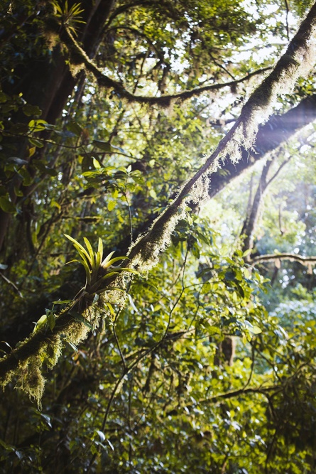 costa-rica-focus-aventure-julia-lt-monteverde-paysage-jungle-3
