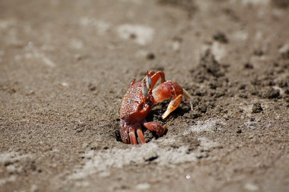 costa-rica-focus-aventure-JuliaLT-uvita-paysage-plage-crabe