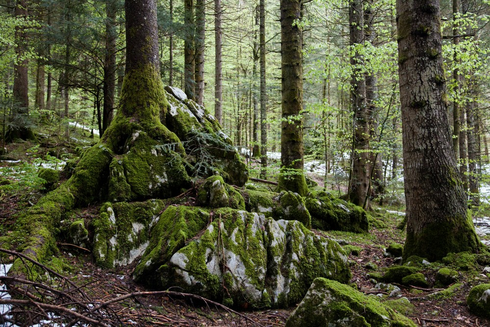 julia-laffaille-focus-aventure-chartreuse-foret